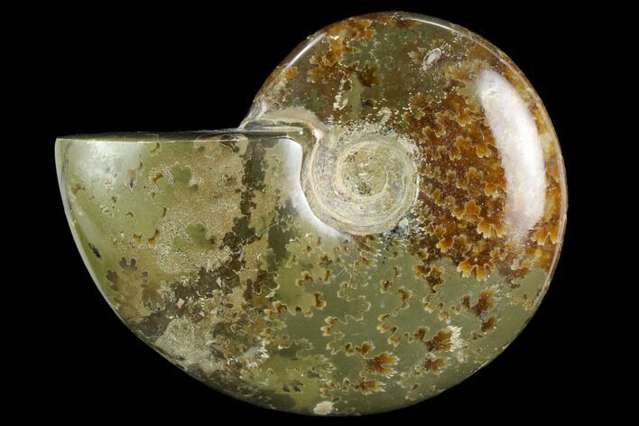 Polished, Agatized Ammonite (Cleoniceras) - Madagascar #119167